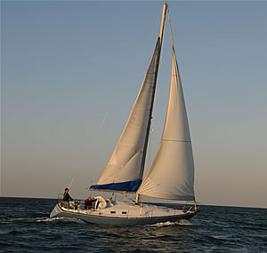 Sea Wings