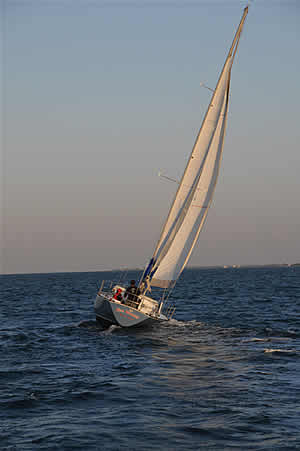 Sea Wings